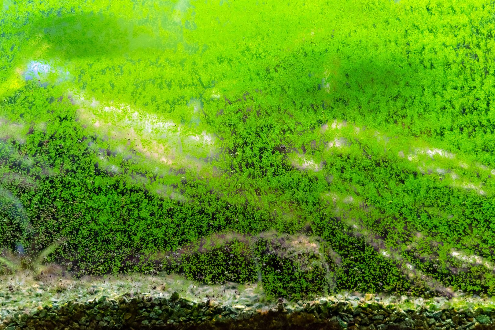 What is Algae and How to Control Algae in Your Fish Tank – Splashy Fish