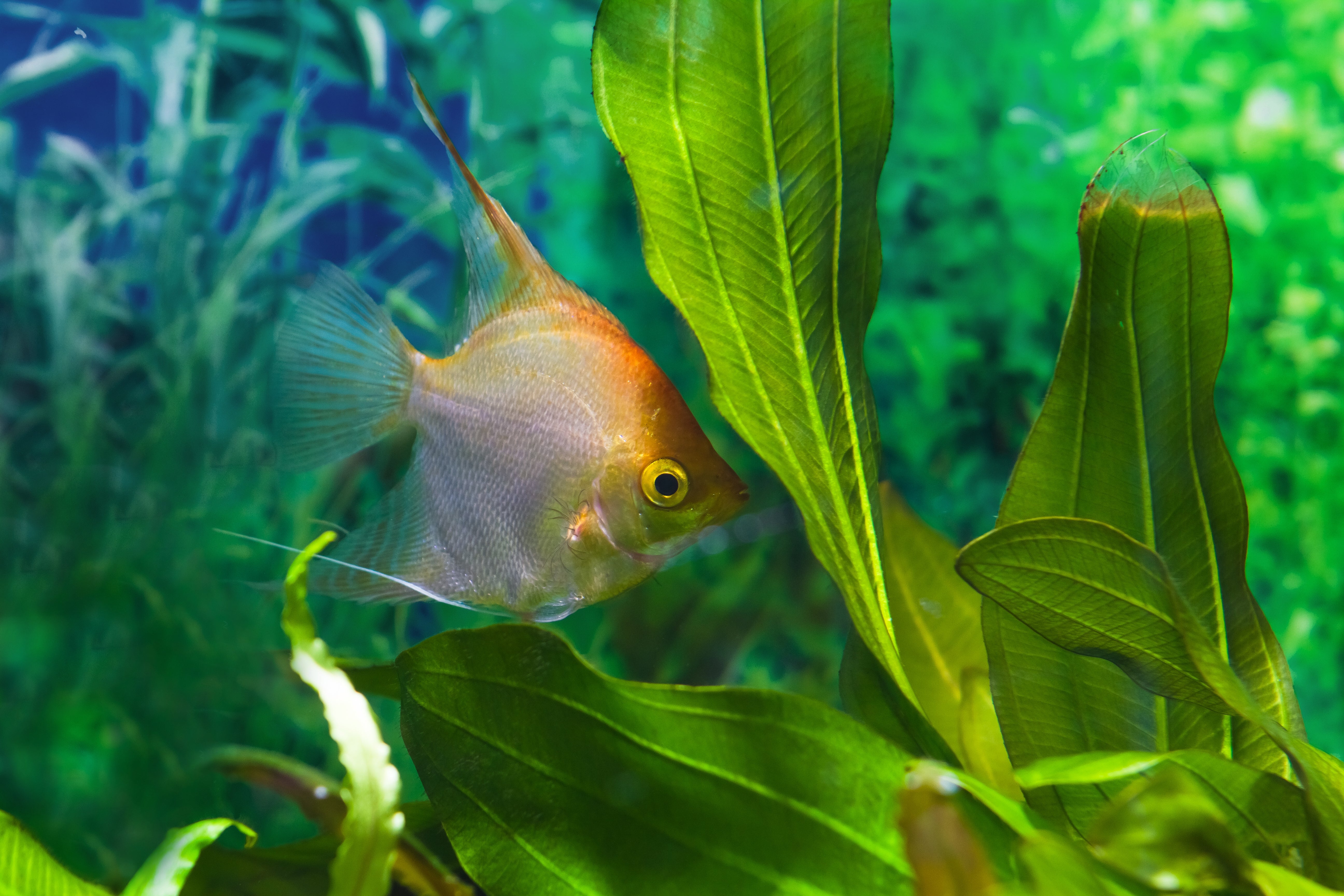 amazon sword plant, amazon sword, sword plant, amazon sword care, amazon swords, amazon sword plant care, sword plant aquarium, amazon sword aquarium plant, ultimate care guide for amazon sword plant