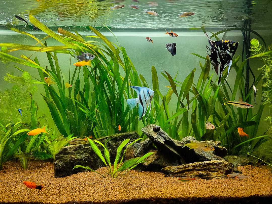 sword plant, sword plant aquarium, sword plants, plant sword, types of sword plants, sword aquarium plant, sword plant flower, sword plant types, aquatic sword plant, sword plants aquarium
