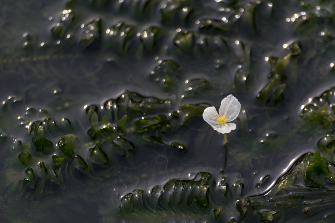 anacharis plant with white flower floating on the water
