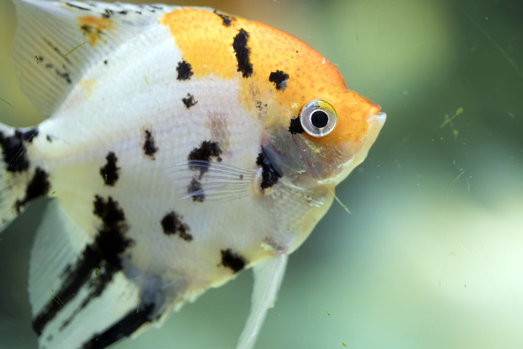 angelfish tank mates, angel fish tank mates, angelfish tank, tank mates for angelfish, what fish can live with angelfish, angelfish community tank, best tank mates for angelfish, good tank mates for angelfish, angelfish tank mates list