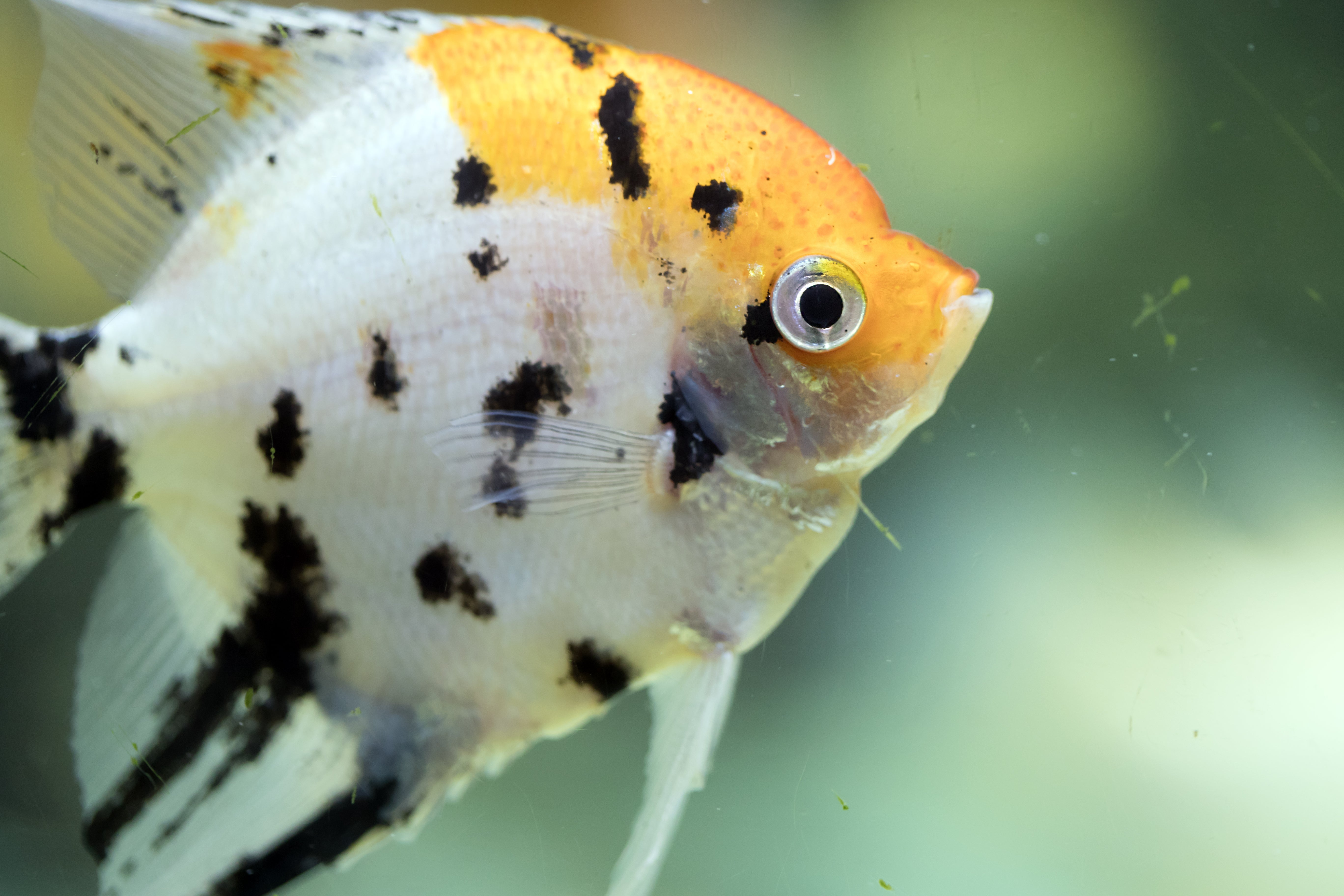 angelfish tank mates, angel fish tank mates, angelfish tank, tank mates for angelfish, what fish can live with angelfish, angelfish community tank, best tank mates for angelfish, good tank mates for angelfish, angelfish tank mates list