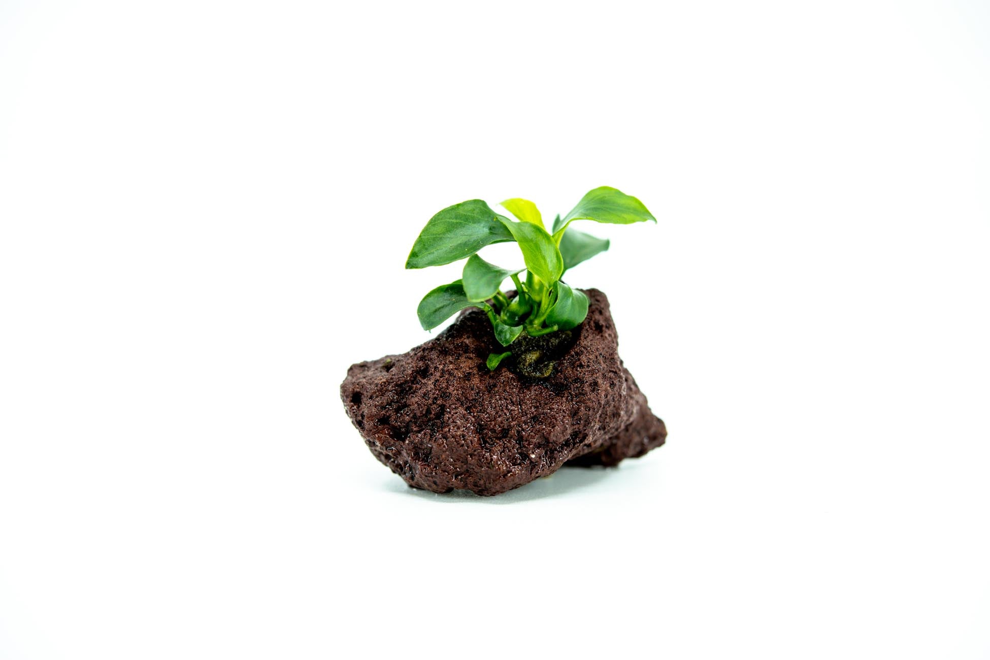 Care Guide for Anubias Plant | Anubias Nana Petite on Java Rocks For Sale | Anubias for aquarium, Anubias driftwood, anubias nana care