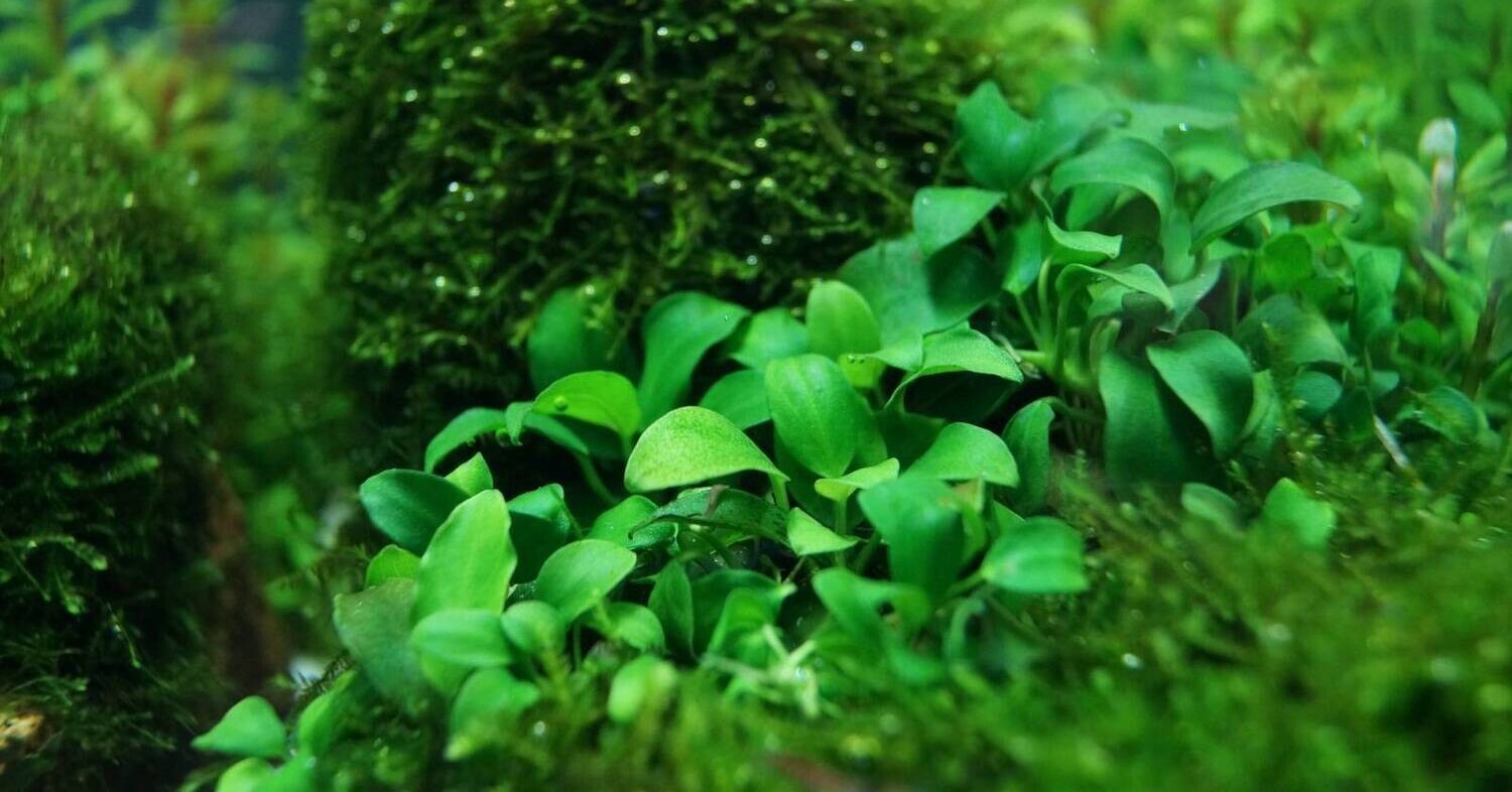 How to Grow and Care for Anubias Plants, Anubias Plants in Aquarium, Freshwater Plants