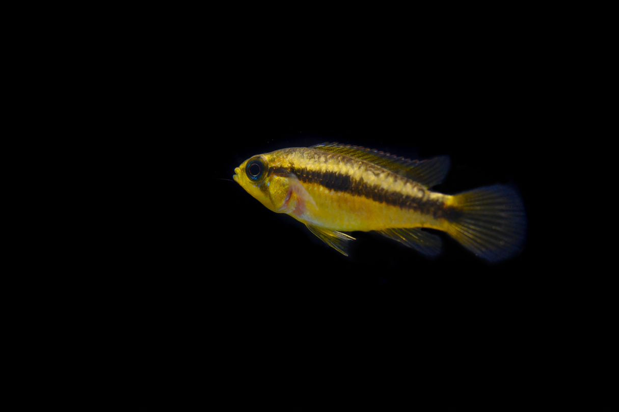 CARE GUIDE FOR YOUR AGASSIZI DWARF CICHLID