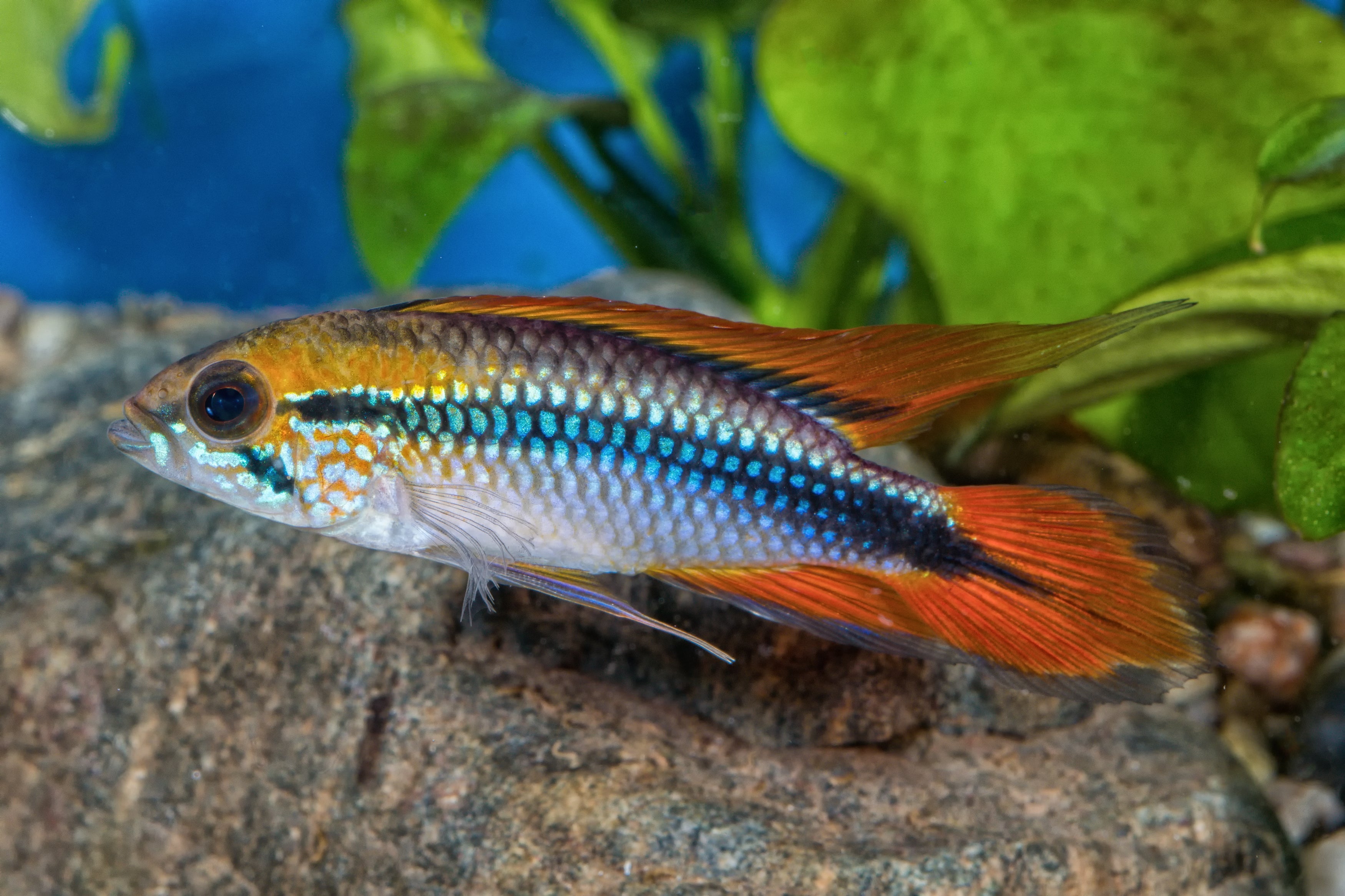 apistogramma agassizii fish in planted aquarium