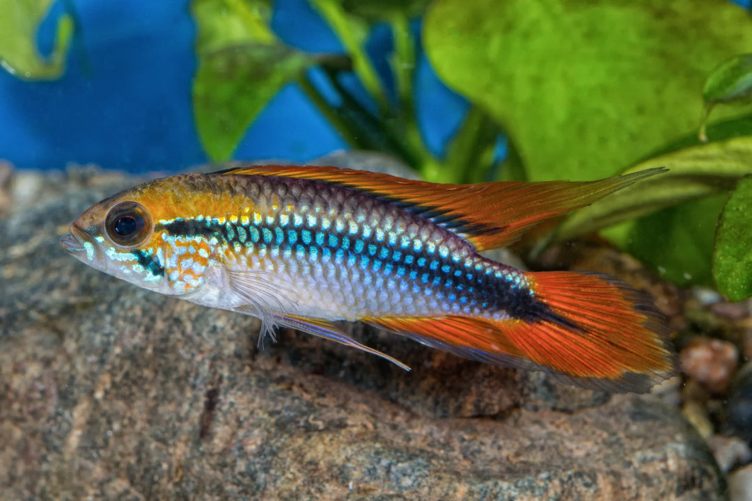 apistogramma agassizii fish in planted aquarium