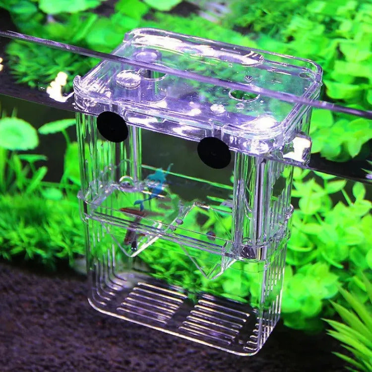 fish container, specimen catch, fish in a cup, fish specimen container, aquarium specimen container, inside aquarium, cup care cards, catch and release beach aquarium, inside an aquarium, catch cups, specimen tank