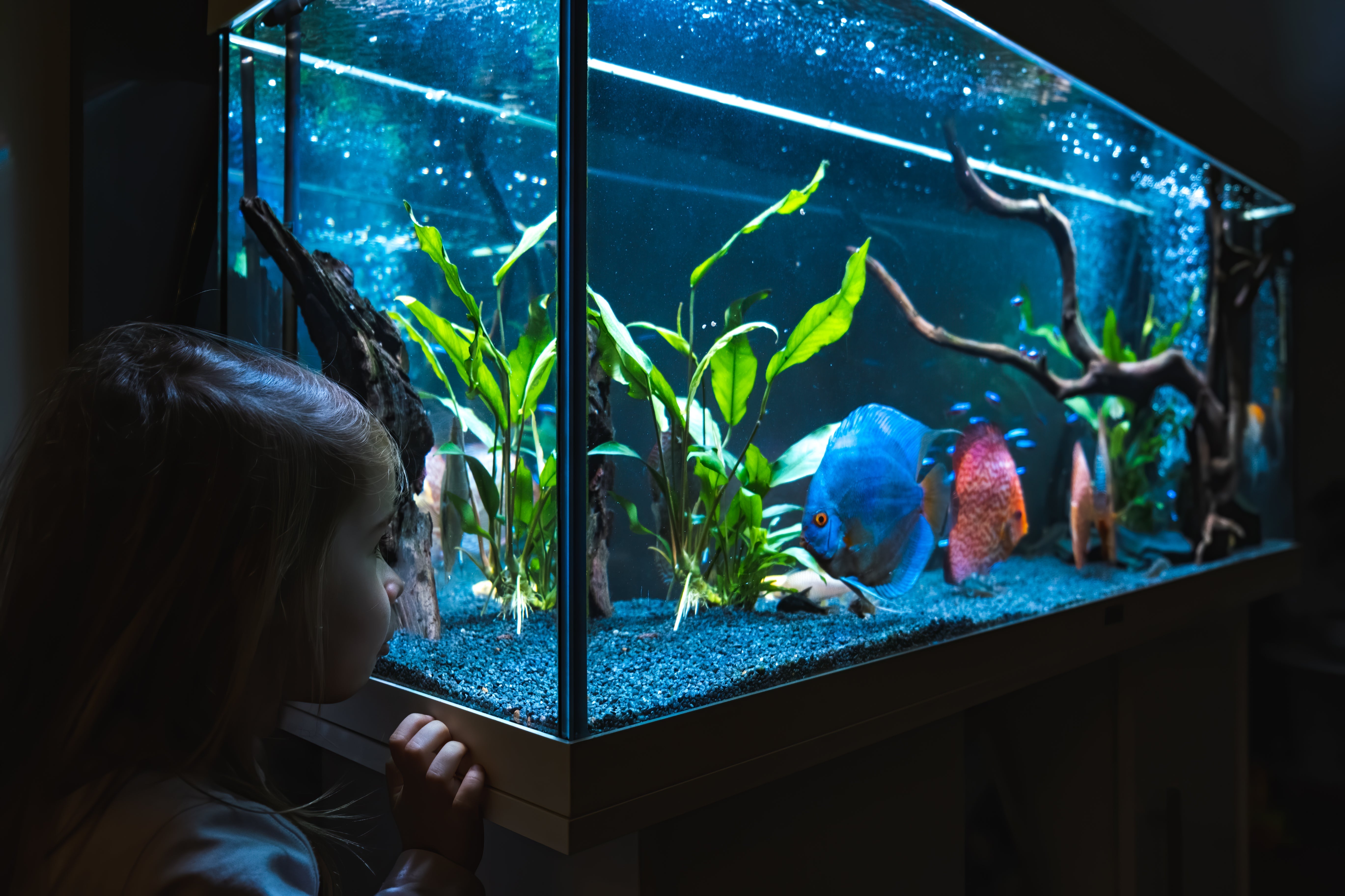 aquarium light, fish tank lights, aquarium lamp, led aquarium light, aquarium lighting, aquarium lights for plants, aquarium plant light, fish tank led light, led fish tank lights, best aquarium light, light for fish tank, planted aquarium lighting