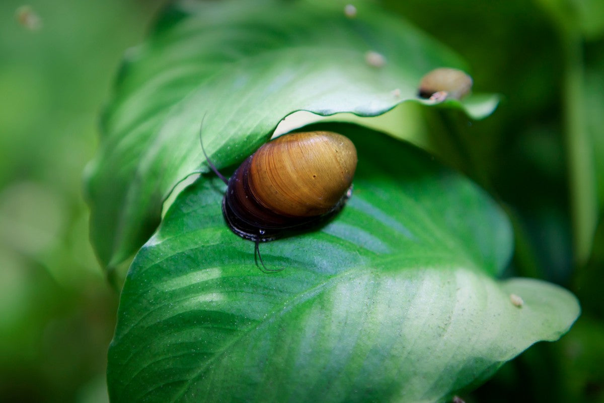 Freshwater Snails for Aquarium, Aquarium Snails, Freshwater Snails Care Guide, Care Guide for Freshwater Snails for Aquarium, Mystery Snails, Splashy Fish Store