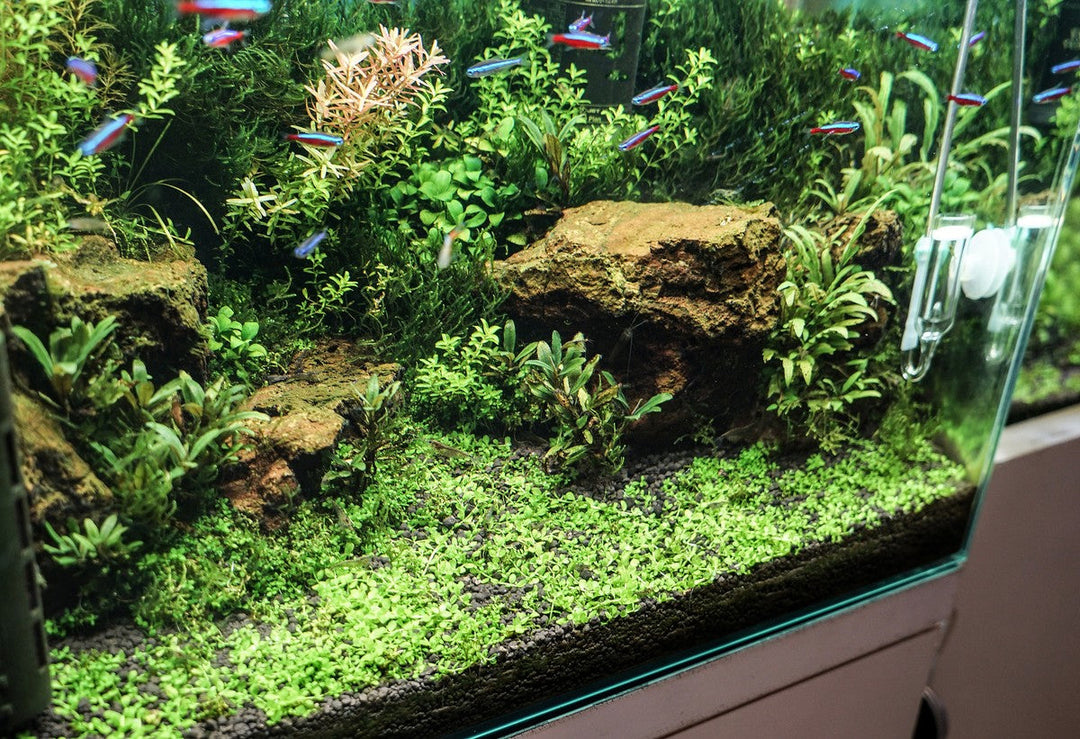 fish tank with live aquarium plants and decorations