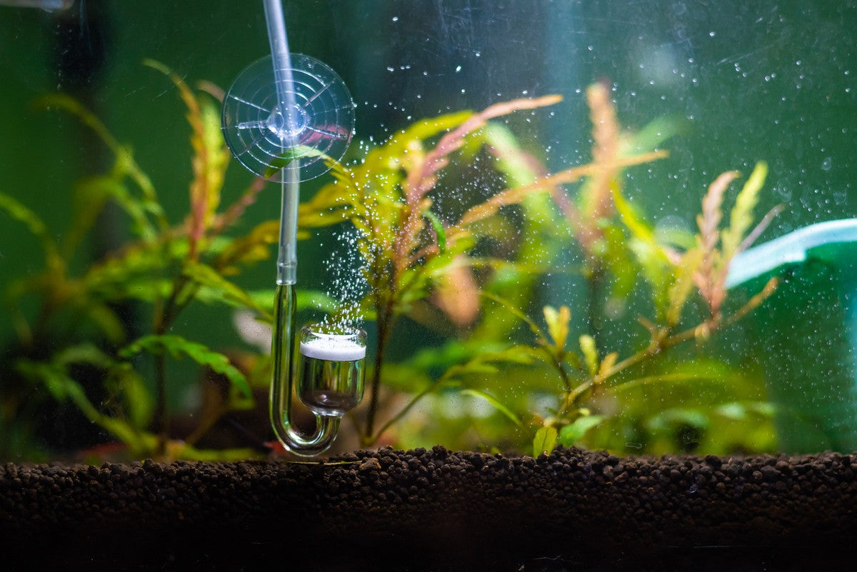 How to Set Up an Aquarium CO2 System the Easy Way – Splashy Fish