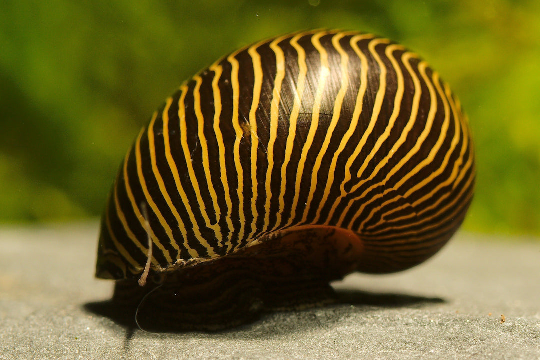 nerite snails, nerite snail, nerites, zebra snail, nerite, types of nerite snails, nerite snail care, zebra snails, nerites snails