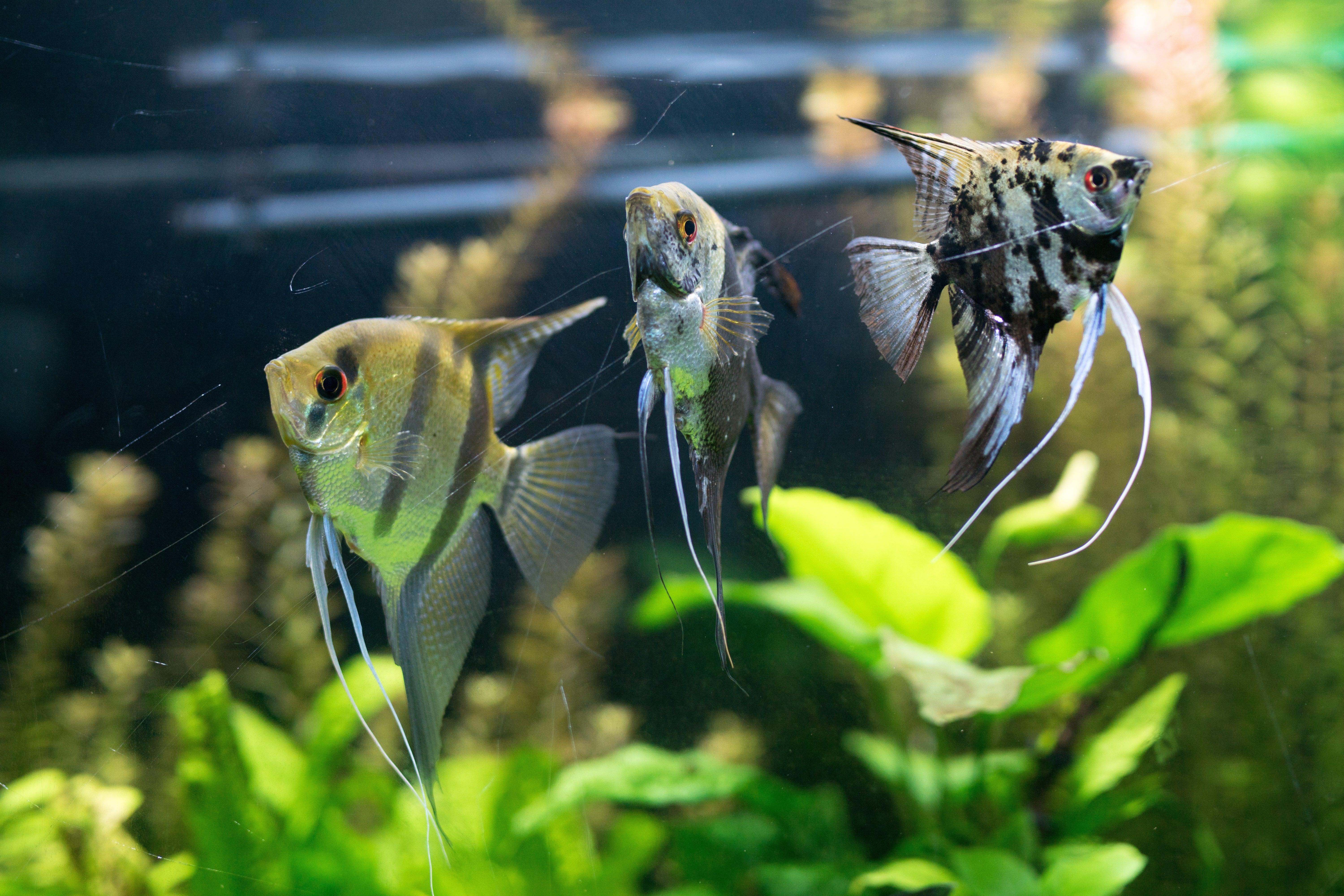 angel fish, angelfish, freshwater angelfish, types of angelfish, angelfish freshwater, angelfish types, angel fish freshwater, angel fish care, angelfish tank, angelfish care, pterophyllum scalare, how to care for angel fish
