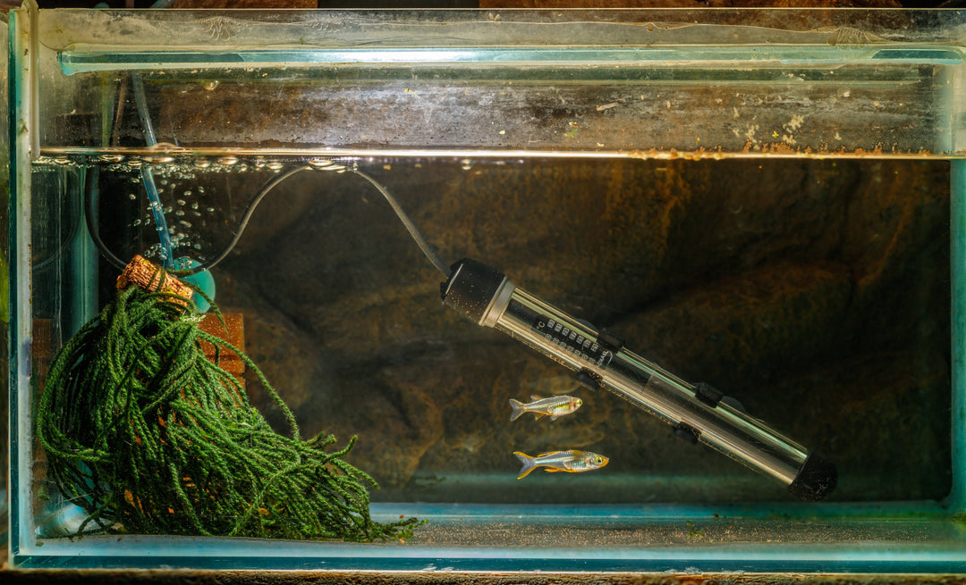 How to Choose the Right Aquarium Heater for Your Fish Tank, heater in fish tank