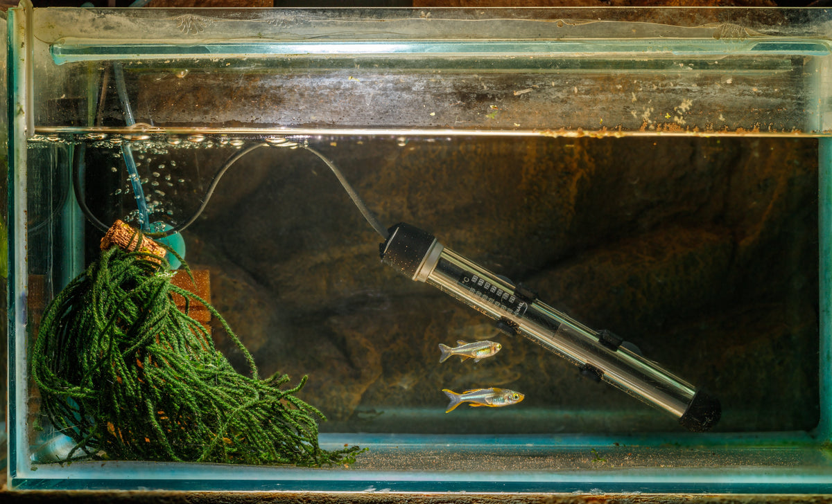 How to Choose the Right Aquarium Heater for Your Fish Tank, heater in fish tank