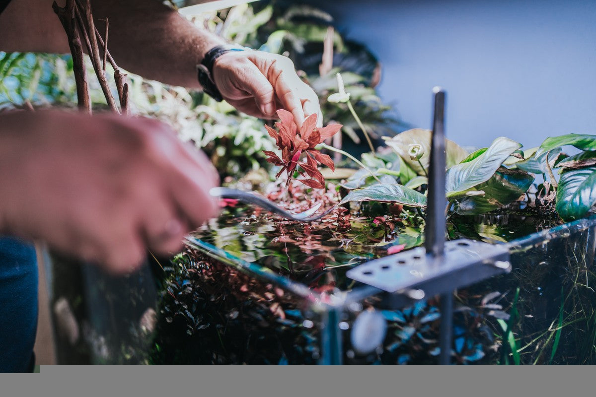 Tips to Cleaning and Trimming Aquatic Plants in Planted Aquarium, trimming freshwater plants, trim plants in aquarium tank