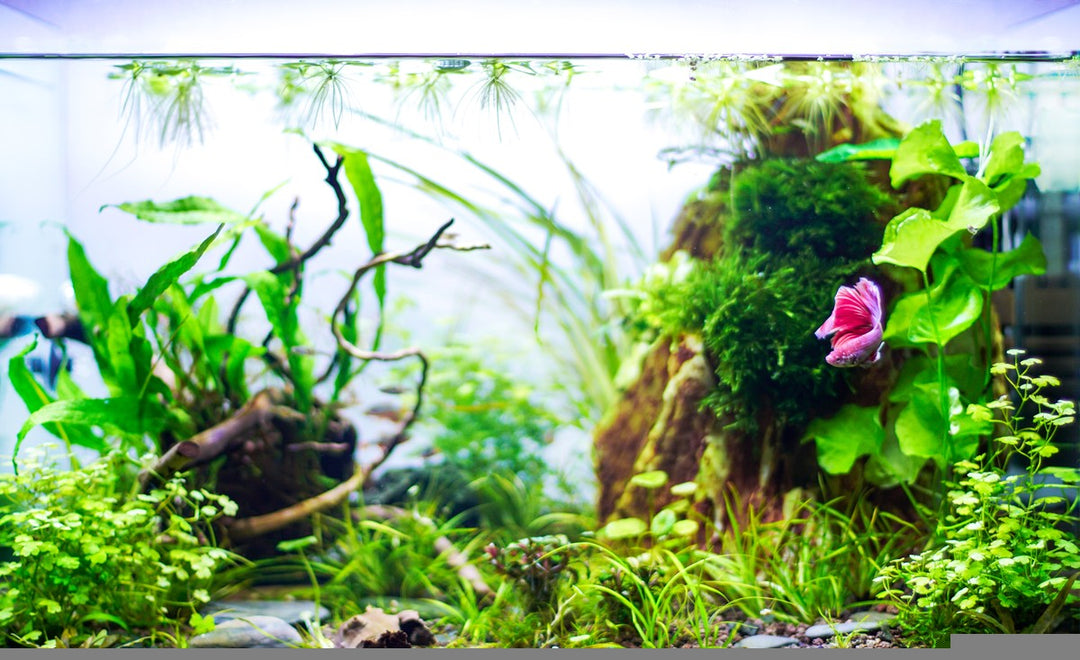 betta fish tank, tank mates for betta fish, can betta fish live with freshwater shrimp, betta fish vs freshwater shrimp, betta fish tank mates, bettas tank, siamese fighting fish