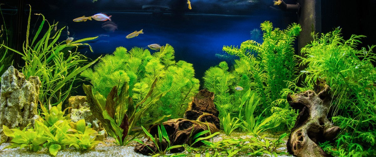 best aquarium plants, aquarium fish breeding, best live plants for fish tank, popular aquarium plants, top 5 aquarium plants for breeding fish tank, plants for breeding tank, live aquarium plants, plants for fish tank, planted tank