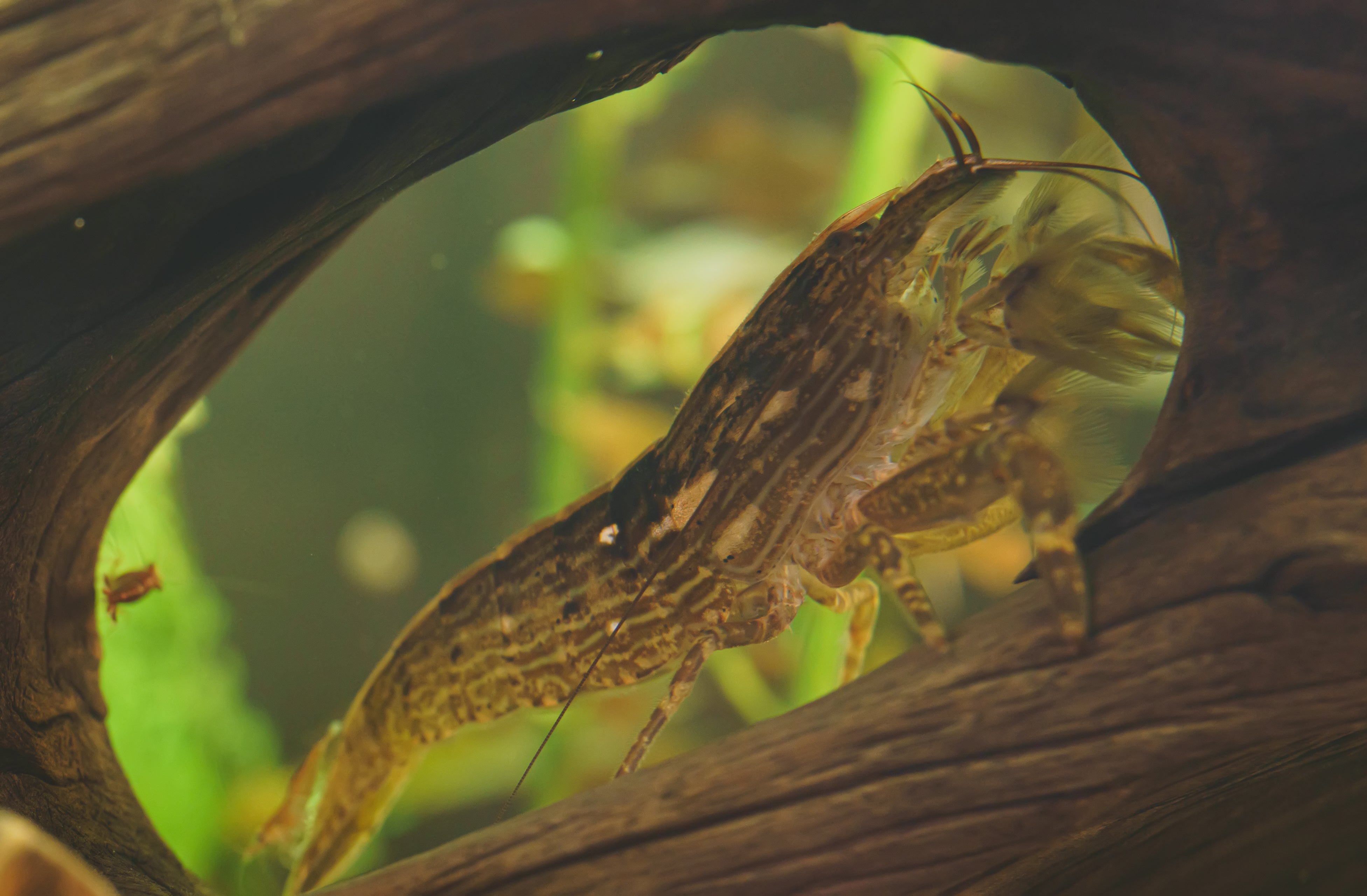 bamboo shrimp, wood shrimp, bamboo shrimp size, bamboo shrimp care, bamboo shrimp tank size, bamboo shrimp breeding, atyopsis moluccensis, bamboo shrimp lifespan, bamboo shrimp temperature, bamboo shrimp food, bamboo shrimp tank mates