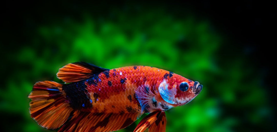 betta tank mates, what fish can live with bettas, can betta fish live with other fish, betta fish tank mates, list of fish that can live with bettas, fish that can live with bettas, what fish can go with bettas, can bettas live with other fish
