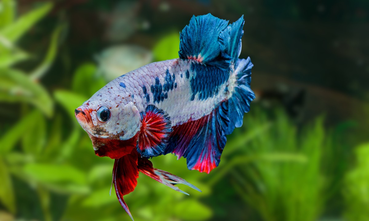 Types of Betta Fish & Naming Guide for Each Betta Species, types of betta fish, betta fish species, betta fish naming guide, betta fighting fish, siamese fighting fish, bettas, different types of bettas
