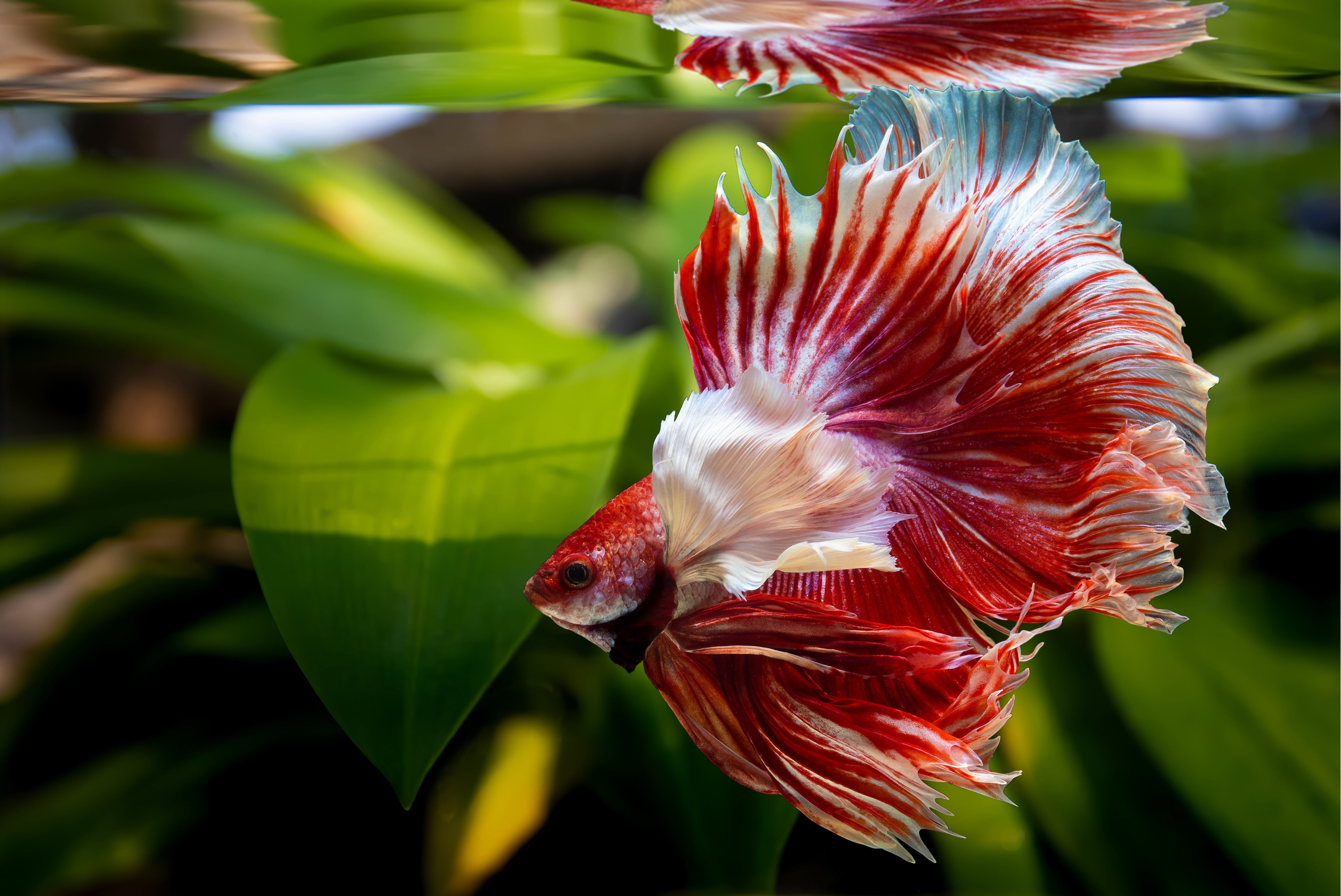 betta fish tank, betta fish tank set up, set up betta fish tank, betta tank, betta fish, betta fish in aquarium tank, siamese fighting fish, bettas, betta fighting fish