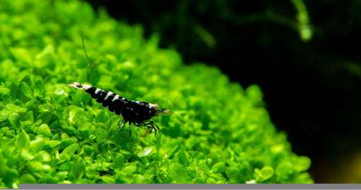 Carpeting Plants, Black Galaxy Caridina Shrimp on Carpeting Plants, Carpeting Plants in Aquarium Tank