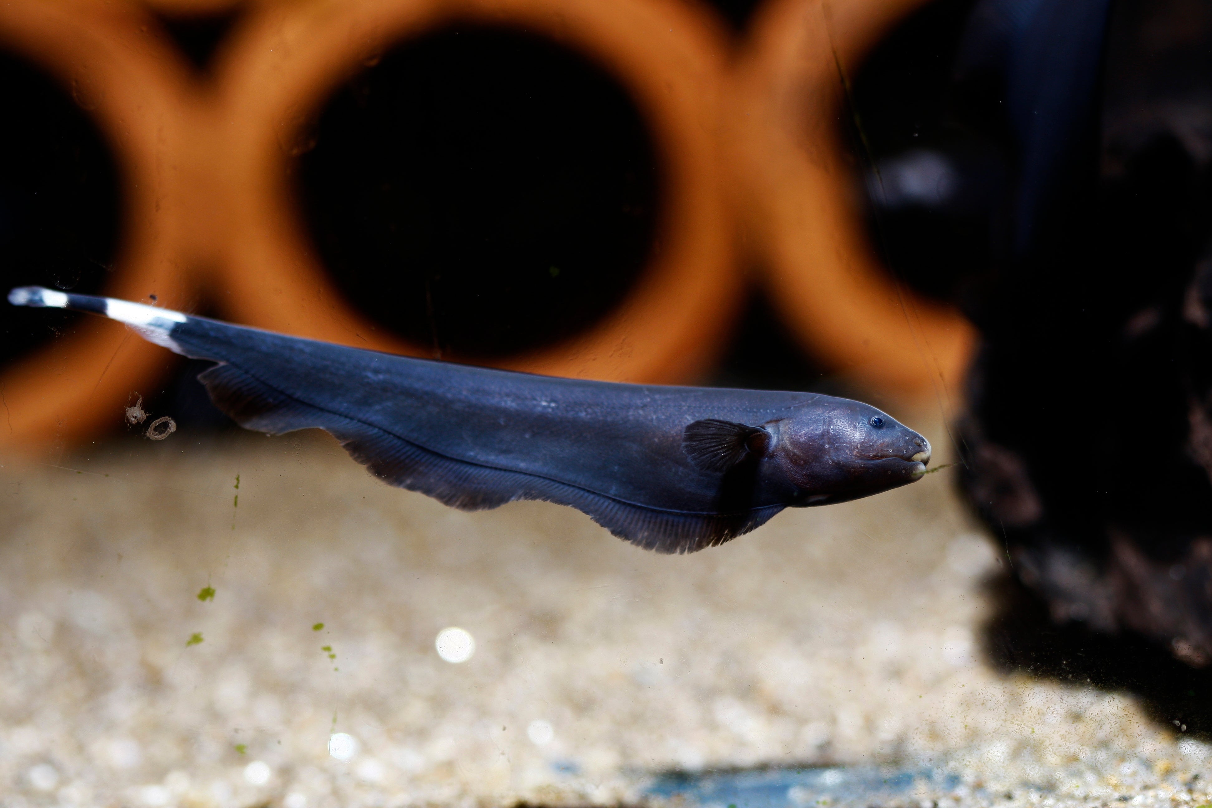 knife fish, ghost fish, black ghost knife fish, ghost knife fish, knifefish, black knife fish, black ghost knifefish, black ghost knife fish size, full grown black ghost knife fish, black ghost knifefish lifespan, black ghost knife fish care