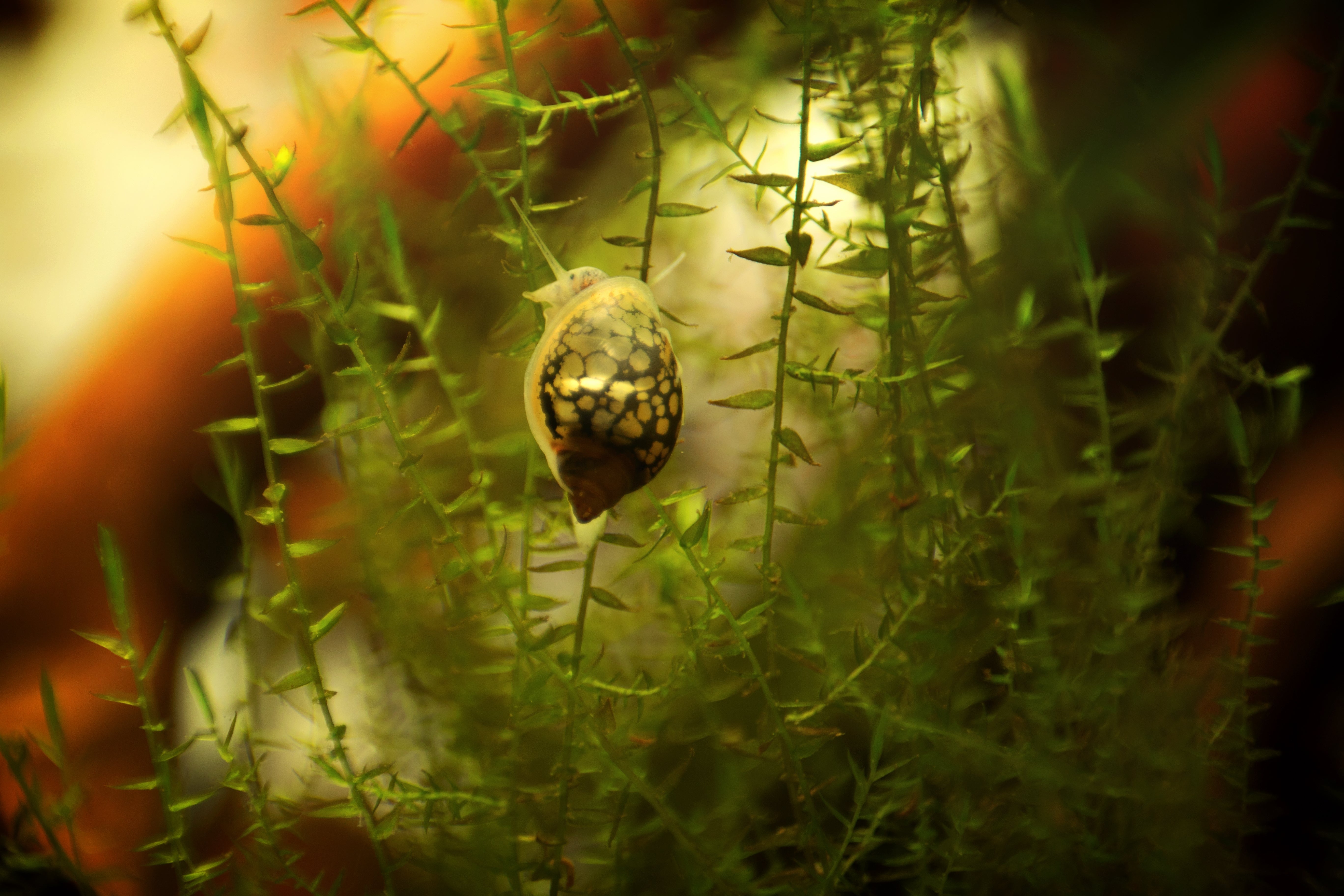 bladder snail climbing on aquatic plant in planted tank