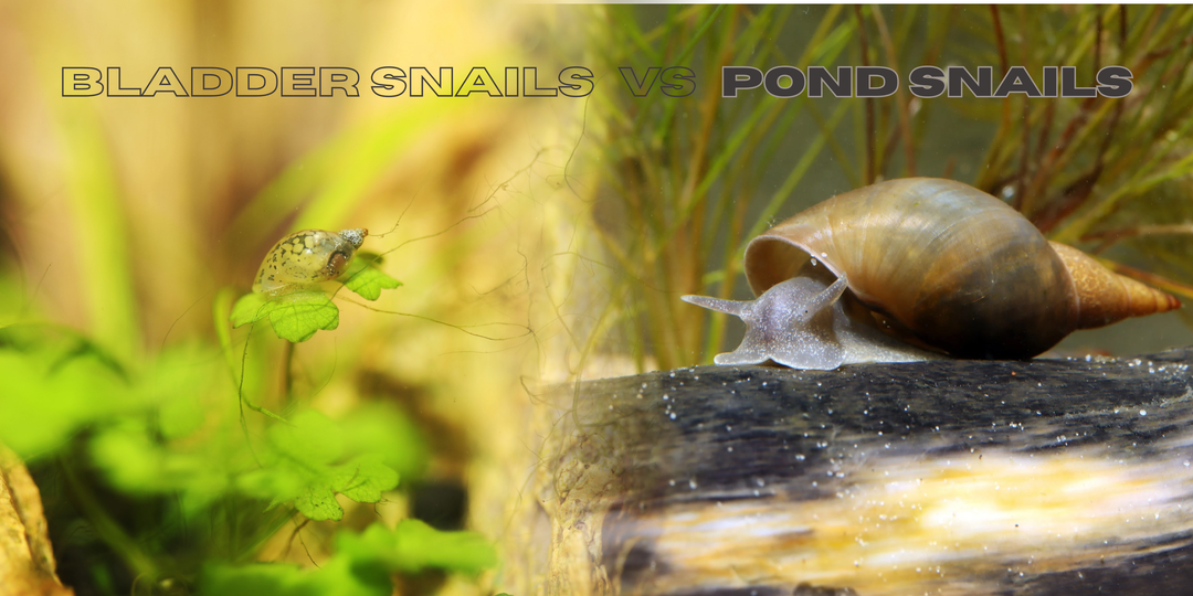 Bladder Snails vs Pond Snails: How to Tell the Differences