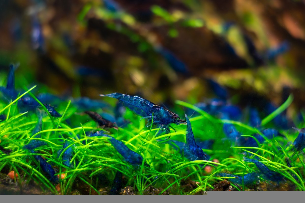 Blue Dream Shrimps in Aquarium, blue dream shrimps