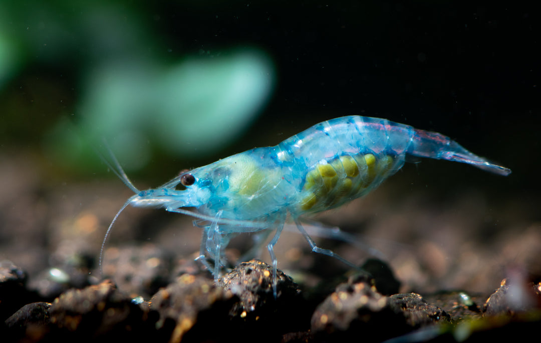 blue velvet shrimp, blue shrimp, cherry shrimp, blue cherry shrimp, blue velvet shrimp care guide, how to care for blue velvet shrimp, neocaridina shrimp, velvet shrimp, blue neocaridina shrimp, blue freshwater shrimp