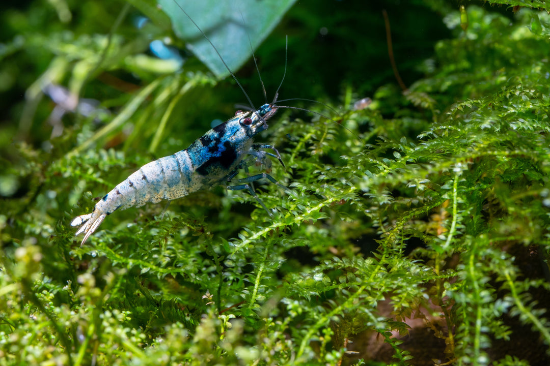 Blue Bolt Caridina Shrimp swimming on plant in planted tank