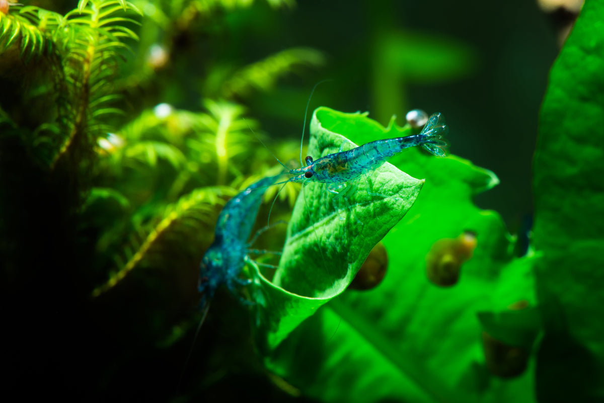 Top 10 Algae Eating Crews for Your Planted Tank – Splashy Fish