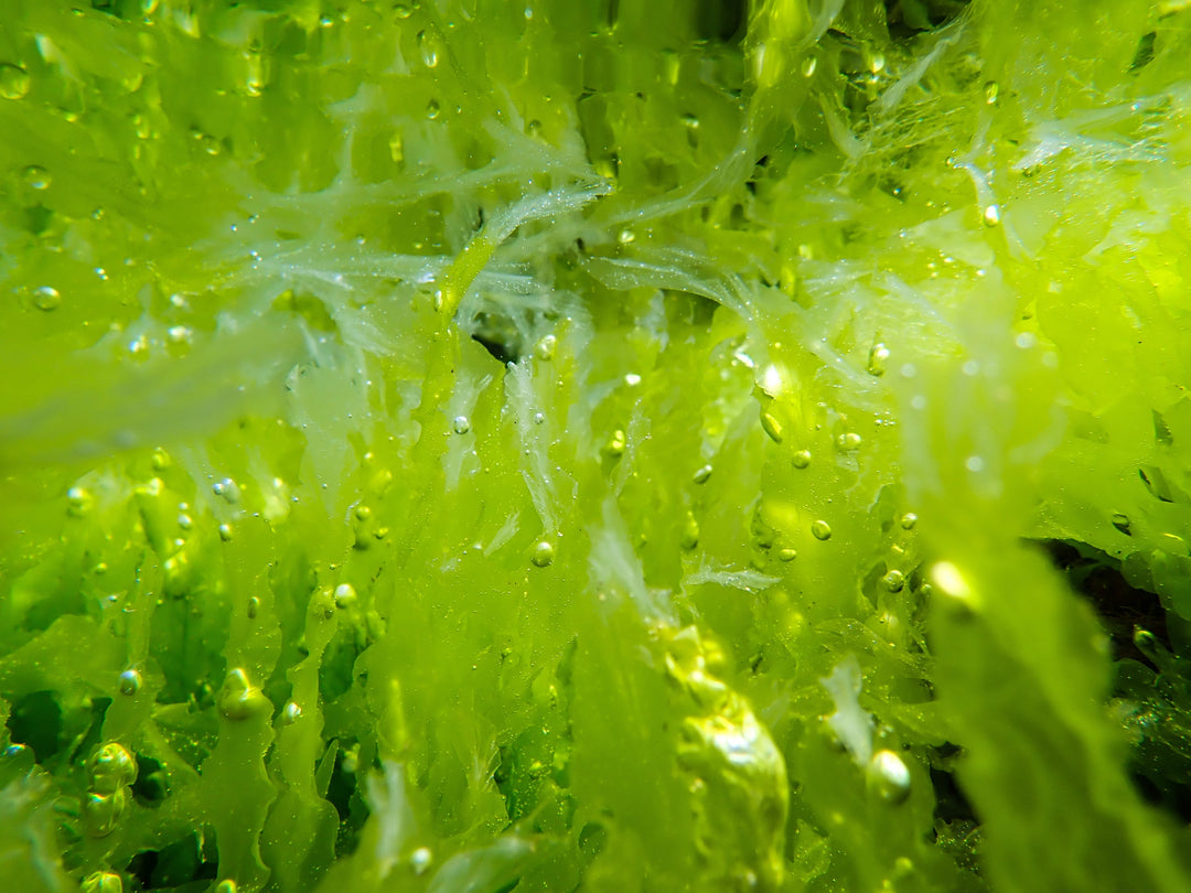 blue green algae in aquarium