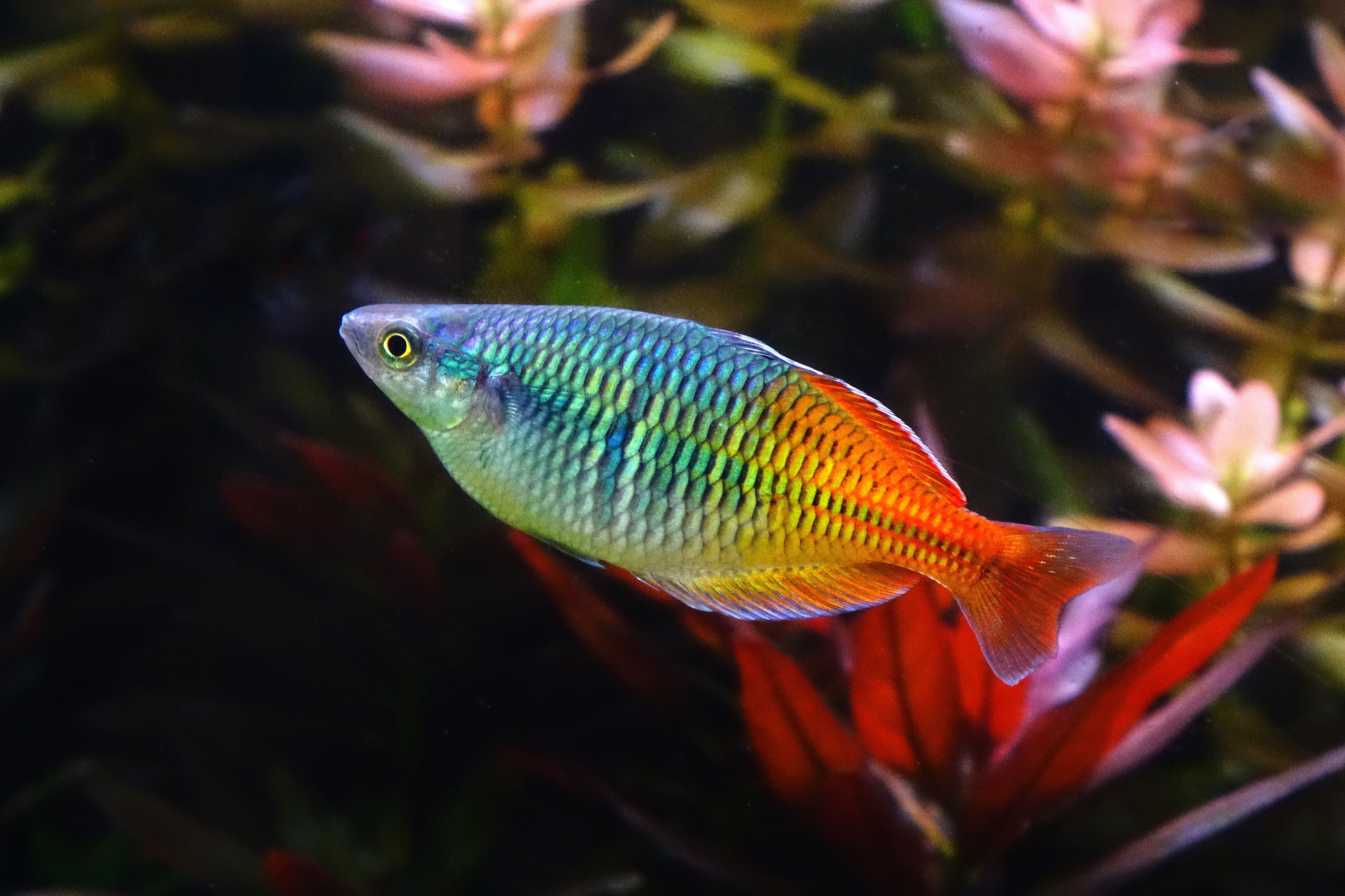 rainbow fish, rainbowfish, boesemani rainbow fish, boesemani rainbow, boeseman's rainbowfish, boesemani rainbowfish, rainbow fish species, boesemani rainbow fish size, bosemani rainbow