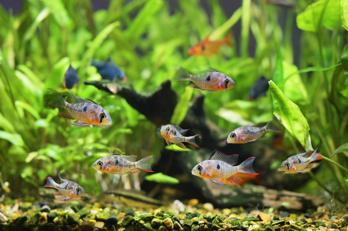 Bolivian Ram Cichlid (Mikrogeophagus altispinosus) Care Guide