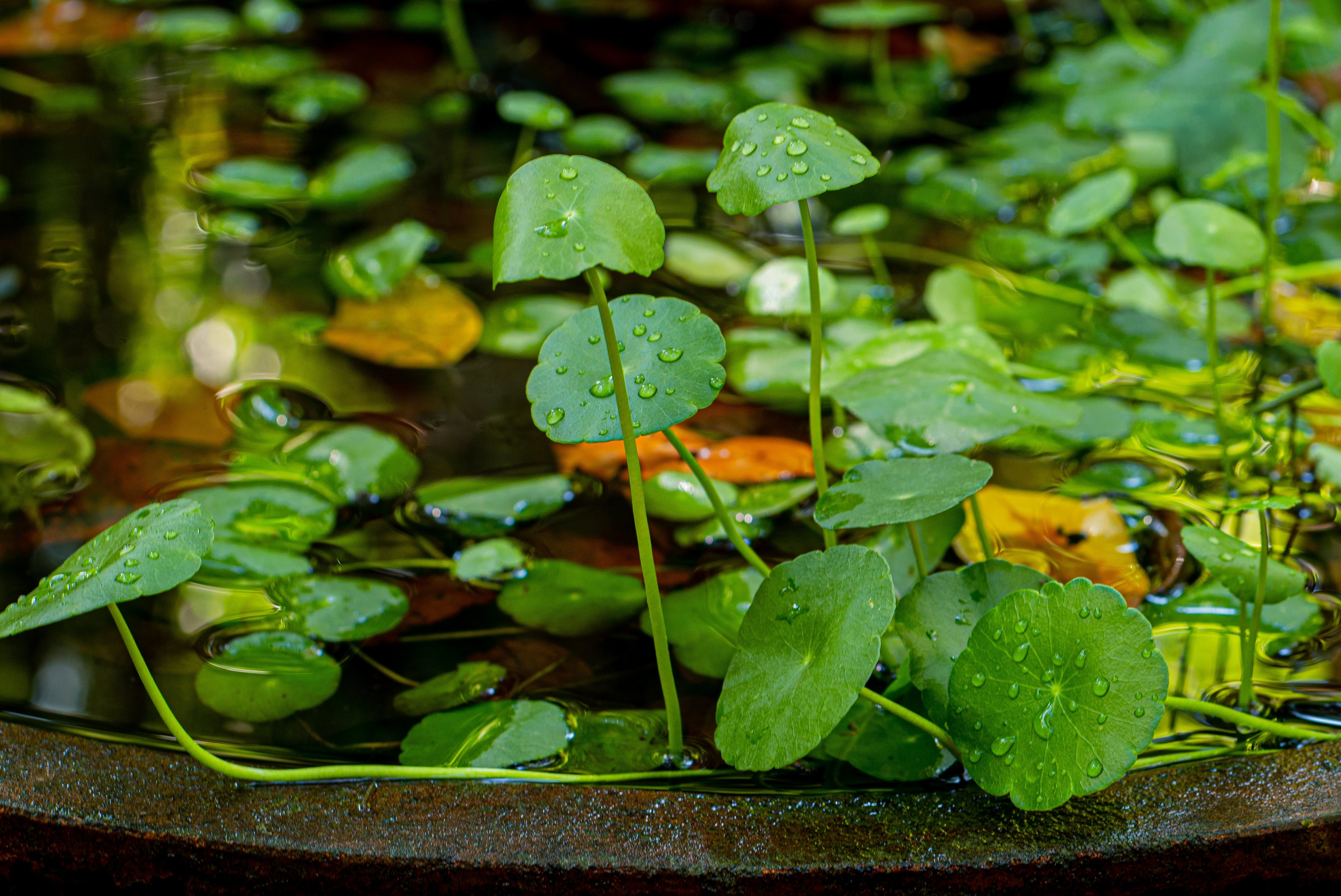 Floating plants for fish tank, floating plants for aquarium, aquarium floating plants