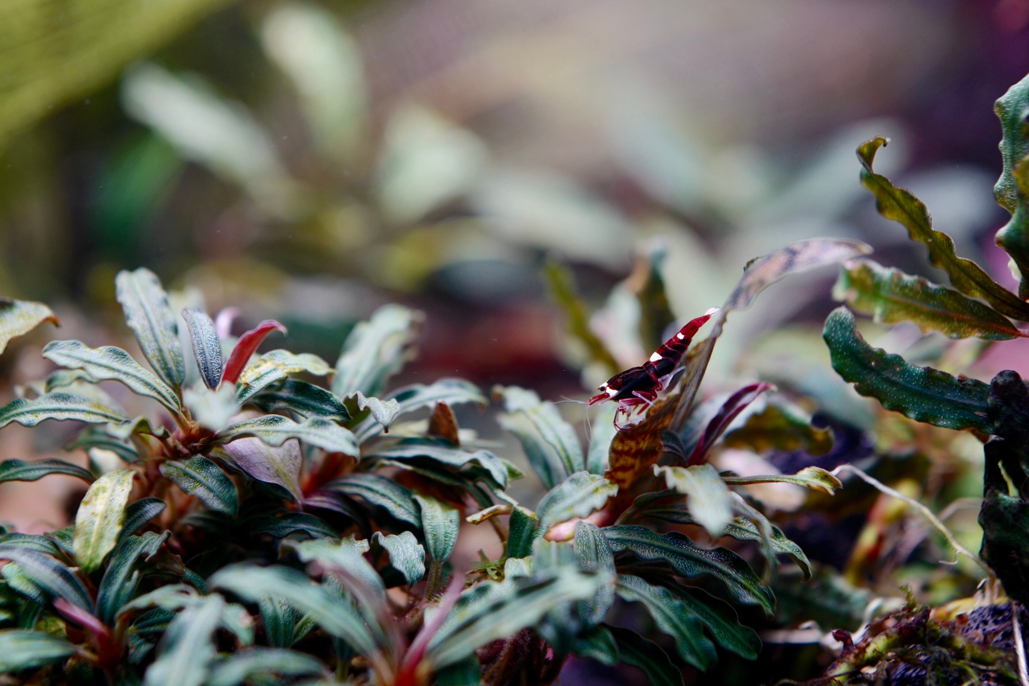 bucephalandra, bucephalandra aquarium plant, bucephalandra aquarium, bucephalandra plant, bucephalandra species, types of bucephalandra, bucephalandra brownie, bucephalandra brownie phoenix, popular types of bucephalandra plants