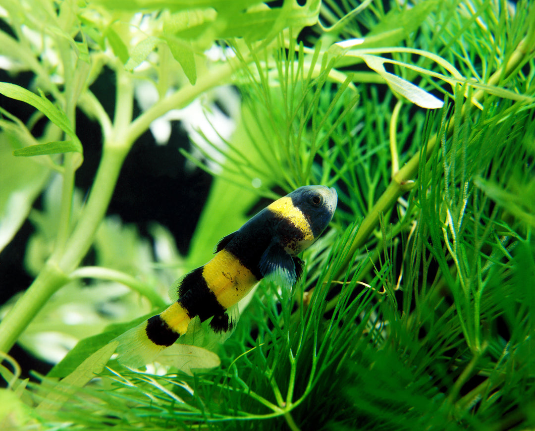 Bumblebee Gobies (Brachygobius doriae) Detailed Care Guide