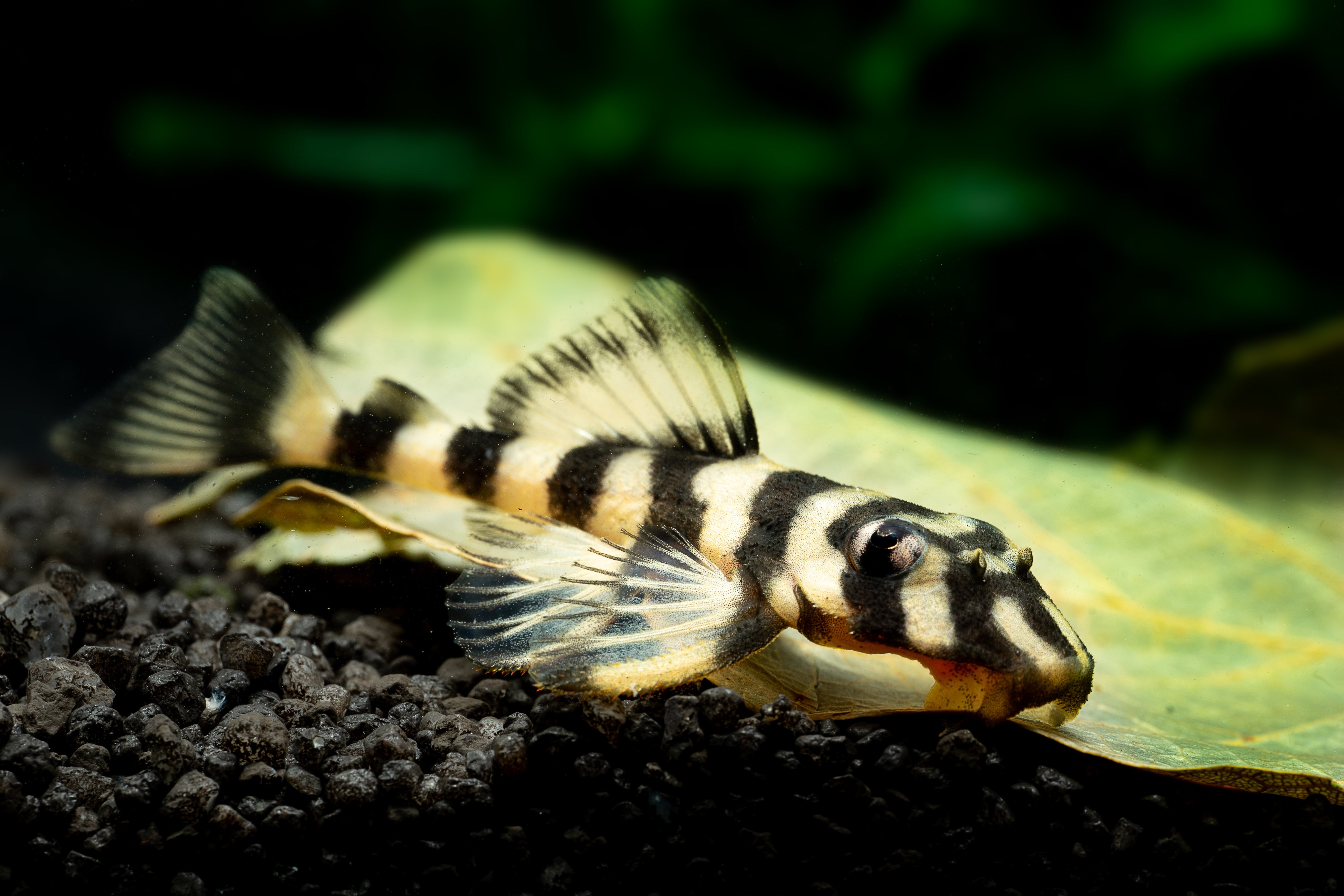 sucker fish, pleco, plecostomus, pleco fish, plecos, suckermouth catfish, plecostomus fish, pleco catfish, sucker fish freshwater, plecos fish, butterfly pleco, pleco fish care, how to care for pleco fish