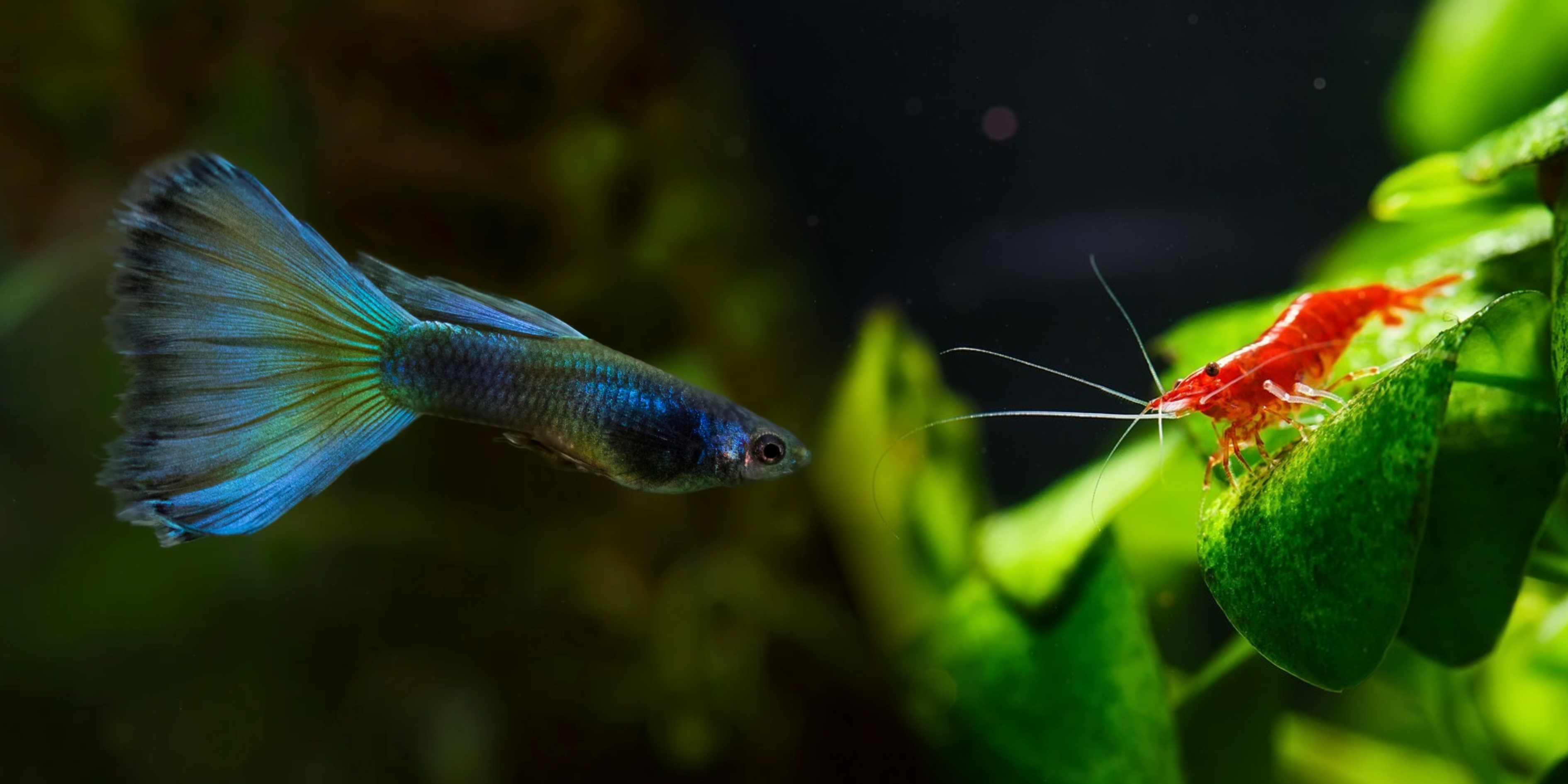 will guppies eat shrimp, do guppies eat shrimp, can guppies live with shrimp, guppies and shrimp, can shrimp live with guppies, guppies with shrimp, keeping guppies, shrimp with guppies, shrimp and guppies, guppies and cherry shrimp, guppy and shrimp
