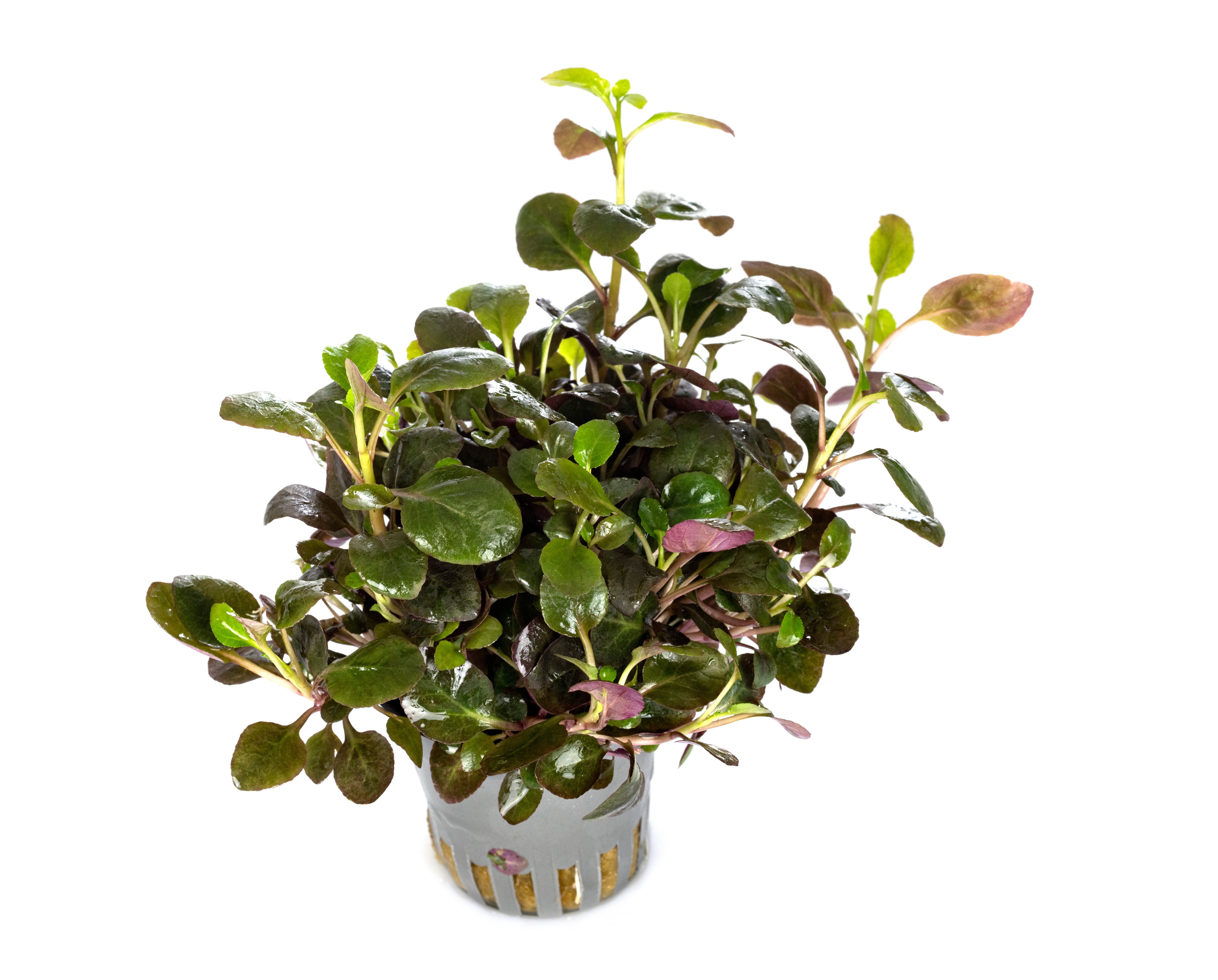 Cardinal Plant Lobelia cardinalis