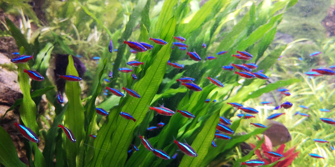 nano fish, small freshwater fish, small fish, nano freshwater fish, top 10 nano fish for aquarium, small fish for freshwater aquarium