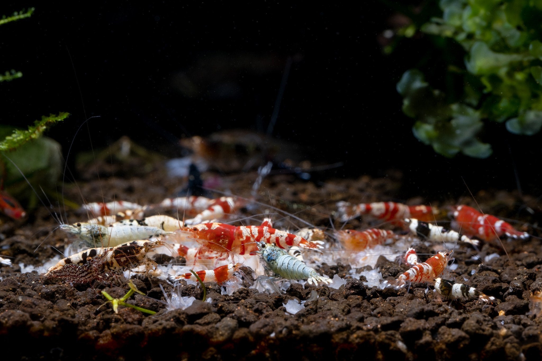 Caridina Shrimp in Aquarium, Freshwater Shrimp, Caridina Freshwater Shrimp, Shrimp Tank