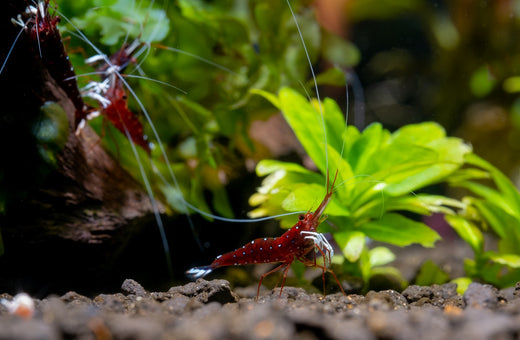 Cherry Shrimp, Red Cherry Shrimp, Neocaridina Shrimp, Freshwater Shrimp for Sale, Freshwater Shrimp