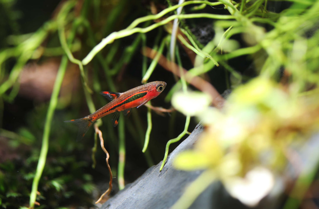 Chili Rasbora Boraras brigittae in planted aquarium