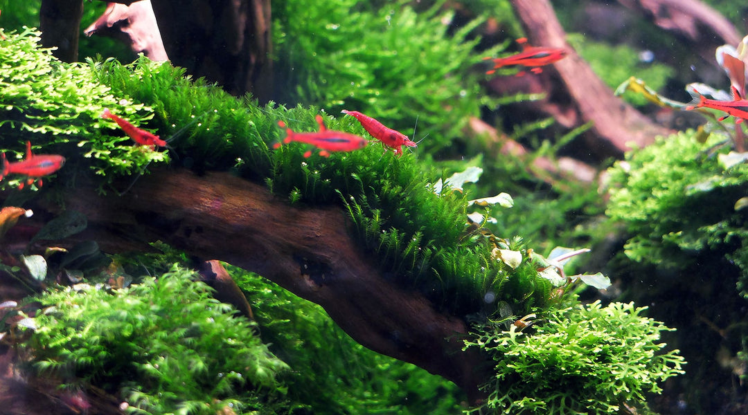 Christmas Moss (Vesicularia montagnei) aquatic plant on aquarium tank