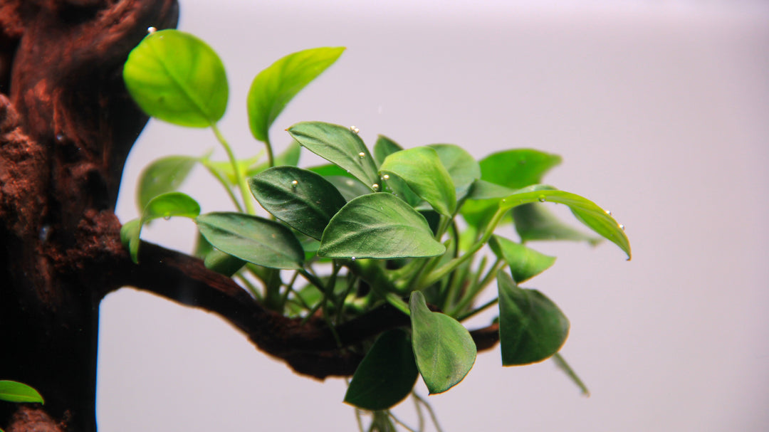 easy to care live aquarium plants, live plants for freshwater aquarium, top 10 easy to care aquarium plants for beginners, live aquatic plants for beginners, freshwater plants, aquatic plants, live aquatic plants for beginners